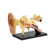 NLIEL Model ljudskog uha NLIEL Model ljudskog uha